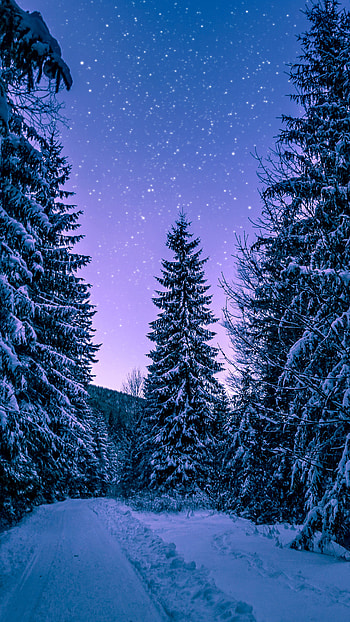 Snowy trees, Forest winter landscapes HD phone wallpaper