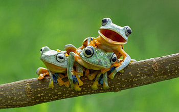Frogs, branch, green, funny, frog, orange HD wallpaper