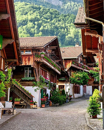 Switzerland, houseplant, flowerpot HD phone wallpaper