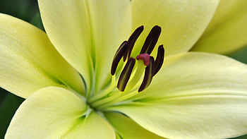 Light yellow lilies, , , Stunning background HD wallpaper