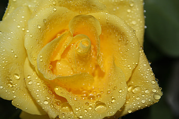 Drops, Macro, Rose Flower, Rose, Petals, Close-Up HD wallpaper