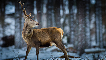 Winter Animal Scenes - afari HD wallpaper