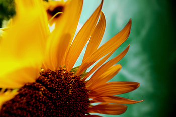 Flower, Plant, Macro, Petals, Sunflower HD wallpaper