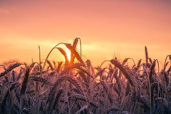 A vibrant sunset illuminates a field of ripening wheat, casting a warm, golden glow. HD wallpaper