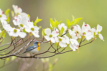Bird, white, singing, flower, spring, pasari, blossom HD wallpaper