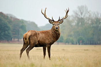 Luke Bryan's red stag deer, Rewarded shot, Natural beauty, Hunting tragedy HD wallpaper