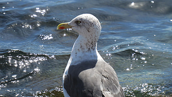 Close-up shot, Seagull details, Mesmerizing visuals, Nature's beauty HD wallpaper