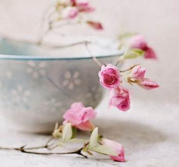 pink azaleas, still life, flowers, teacup HD wallpaper