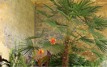 Orangery palm, palms, nature HD wallpaper