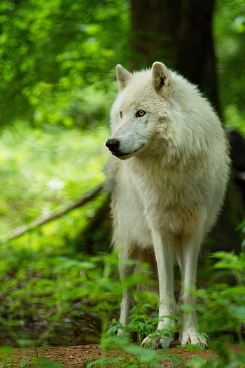 Animals, Predator, Wolf, Sight, Opinion, Wildlife HD phone wallpaper