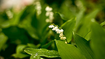 Nature, Flowers, Lily Of The Valley, Forest, Greens, Rarity HD wallpaper