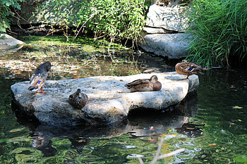 Ducks on a rock, ducks, birds, , rock HD wallpaper