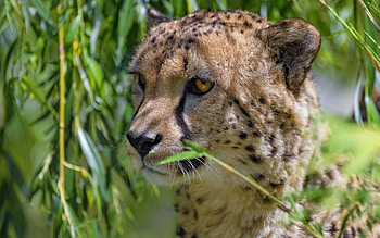 Cheetah, animal, cat, nature HD wallpaper