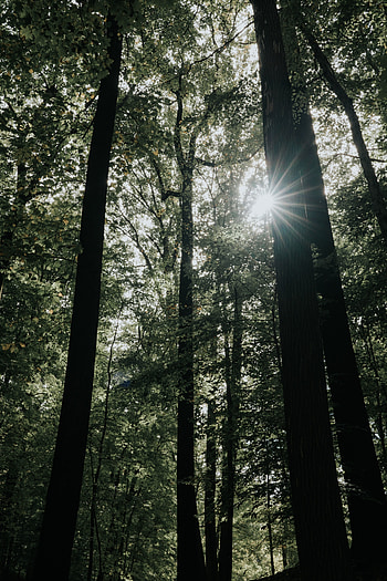 Nature, Trees, Beams, Rays, Forest, Branches, Sunlight HD phone wallpaper