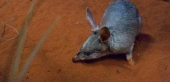Macrotis (Bilby), Greater bilby conservation, Taronga Conservation Society, Australian marsupials HD wallpaper