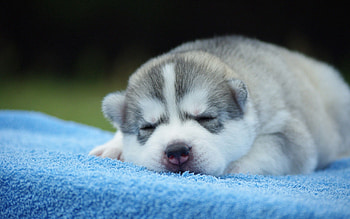 Animals, Muzzle, Nice, Sweetheart, Puppy, Sleep, Dream HD wallpaper