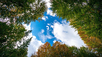 Worm's Eye View Of Yellow Green Trees Branches White Clouds Blue Sky Nature HD wallpaper