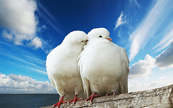Animals, Birds, Pigeons HD wallpaper