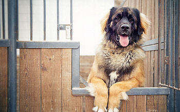 Animals, Dog, Fence, Sheepdog, Sheep Dog HD wallpaper