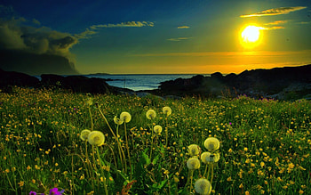 Meadow Close To Sea, Meadow, Close, Sea, Flowers, Sun HD wallpaper