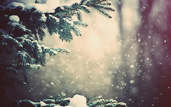 Fir tree in winter, Snowflakes falling, Magical scenery, Captivating HD wallpaper