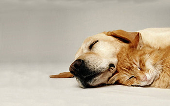 Dog, Animals, Cat, Couple, Pair, Sleep, Dream, Care, Friends HD wallpaper