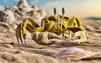 Beachside crab , Summer vibes, Maritime wildlife, Coastal charm HD wallpaper