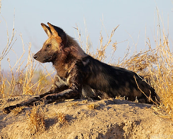 African Wild Dog, africa, animal, dog, rest, lying, wild, predator HD wallpaper