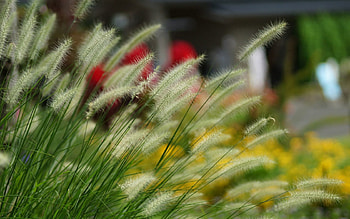 Grass, Cones, Macro, Fluffy, Blur, Smooth, Spikelets HD wallpaper