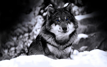 Cool wolf , Stunning visuals, Impressive details HD wallpaper