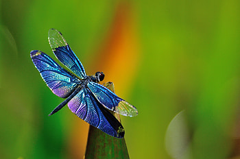 Grass background macro, Dragonfly HD wallpaper