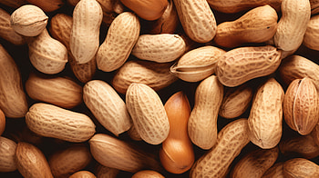 Close-up Peanut, food, peanut HD wallpaper