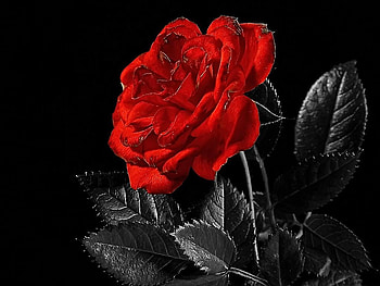 Rose, nature, flower HD wallpaper
