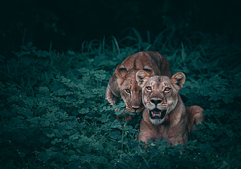 Animals, Grass, Predators, Lioness, Lionesses HD wallpaper