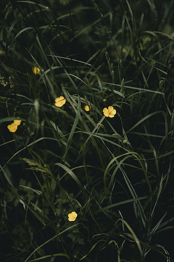 Flowers, Grass, Plant HD phone wallpaper