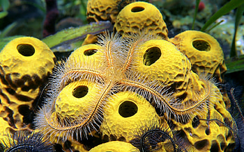 Starfish , Majestic echinoderm, Sea creature, Background HD wallpaper