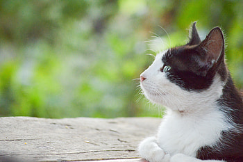 Animals, Cat, Lies, Muzzle, Spotty, Spotted HD wallpaper