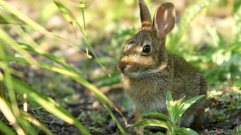 Animals, Grass, Muzzle, Shadow, Ears, Hare HD wallpaper
