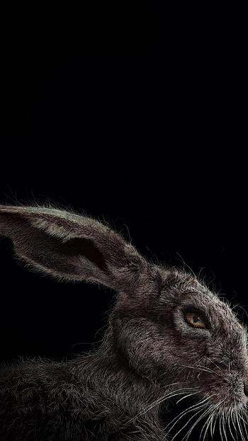 The Witch (2022) movie HD phone wallpaper
