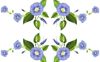 Morning Glory, blue, summer, white, flower, green HD wallpaper