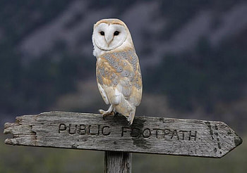 THIS WAY PLEASE, feathers, sign, wildlife, bird, flight, owl HD wallpaper