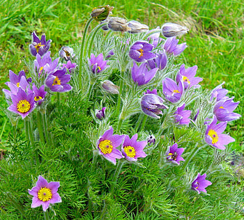 pulsatilla, purple, green, flowers, spring HD wallpaper