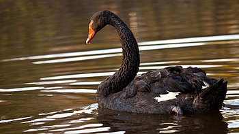 Animal, Black Swan, , Bird HD wallpaper