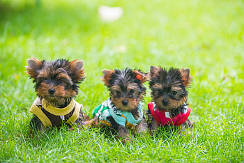 Siblings, Yorkshire Terrier HD wallpaper