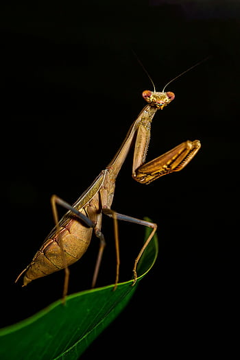 Detailed shot of a brown praying mantis perched on a green leaf against a dark background. HD phone wallpaper