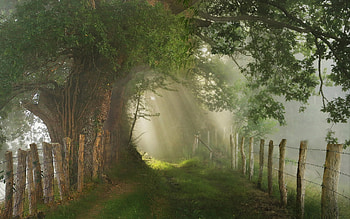 Misty Path, mist, fences, tree, path, Spain HD wallpaper