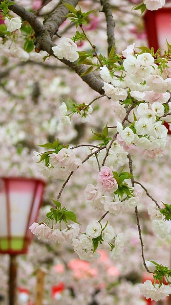 Spring, White HD phone wallpaper