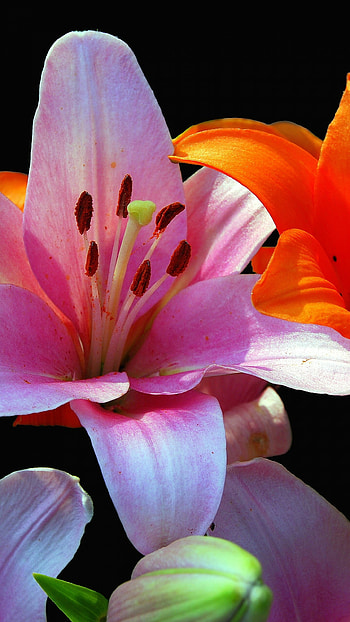 Lily flowers , Michelle Tremblay, Vibrant and colorful, Nature HD phone wallpaper