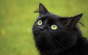 Animals, Cat, Fluffy, Muzzle, Sight, Opinion HD wallpaper