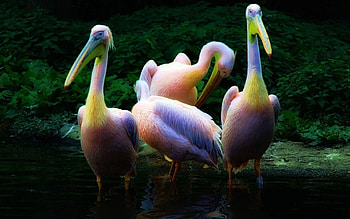 Animals, Water, Pink, Family, Flock, Pelican HD wallpaper